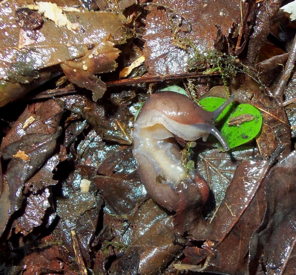 Limax dacampi della zona Novara